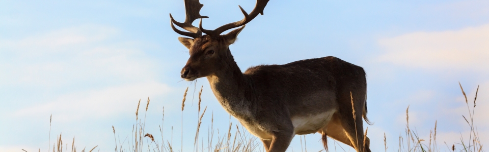 Fallow deer atop a dune