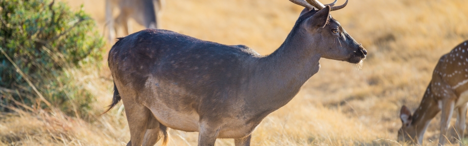 Wild Fallow Deer