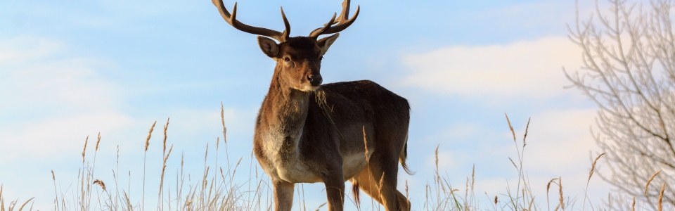 Fallow deer atop a dune