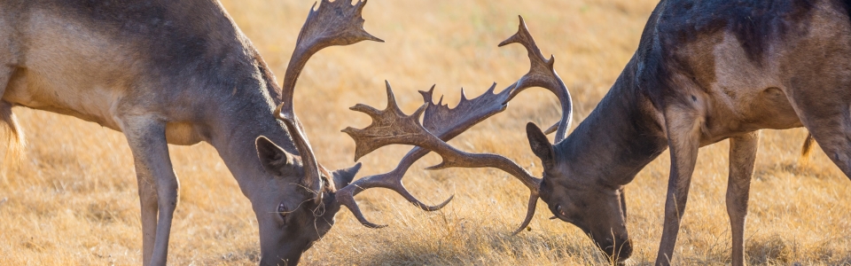 Fallow Deer Fight