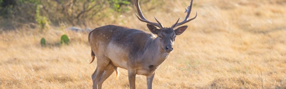 Fallow Buck