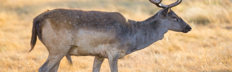 Fallow Deer