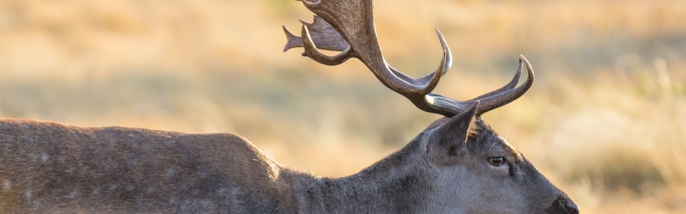 Fallow Deer Close up